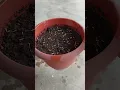 Download Lagu How to grow marigold plant from seed 🪴 #marigold #marigoldgarden