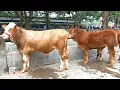 Download Lagu Satu Deret Isinya Pedetan Jantan Dan Betina Super Pilihan Lapak Mas Hari Juragan Asal Prambanan !!