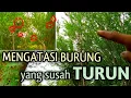 Download Lagu CARA memikat/memulut burung yang susah turun