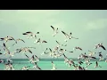 Top 5 Facts About Seagulls Sea Birds | Symbol Of Freedom | Beautiful Birds Facts | Animal Planet |