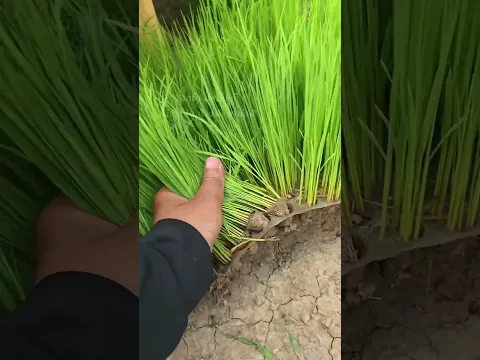 Begini Menyemai padi untuk Tabur Bibit langsung di sawah