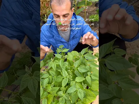 انا واثق أن هذه البذور موجودة بكل مطبخ لكن يغفل الكثير عن زراعتها☘️زراعة أشهر البقوليات في المنزل