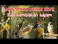 Download Lagu MASTERAN MURAI BATU FULL ISIAN TEMBAKAN TERBAIK  MURAI APAPUN JADI ISIAN JELAS DAN JERNIH