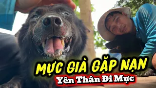 Phải Tìm Cách Cứu Mực Khỏi Kì SaLo Của Con Xám, Mực Già Gặp Nạn Vì Con Xám