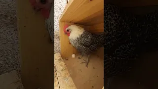 بيض دجاج الفيومي الفضي بيض بمحين اثنين Laâyoune العيون أخفنير طرفاية الصحراء المغربية Laayoune 