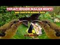 Lagu TERAPI BURUNG SOGON BAHAN AGAR BUNYI || SUARA BETINA MEMANGGIL JANTAN