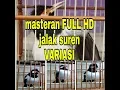 Download Lagu masteran jalak suren isian jangkrik