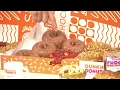 Dunkin Donuts introduces new fall coffee flavors