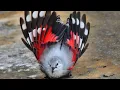 Download Lagu Vogels van de Balkan – 15 vreemde soorten waarvan je het bestaan ​​niet gelooft