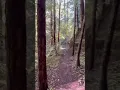 Download Lagu Solo Hiking Adventure: Step Into the Redwood Forest