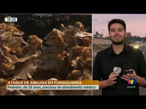 Ataque de abelhas em Forquilhinha: Pedreiro, de 53 anos, precisou de atendimento médico