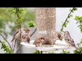 Download Lagu Burung Pipit Memanggil Burung Pipit Lain untuk Makanan di Pagi Hari || Cara Memberi Makan Burung Pipit Rumah || Panggilan Burung