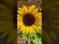 Download Lagu #sunflower #relaxingmusic I’ll