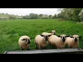 Hampshire Down Sheep Loughan Moss Flock