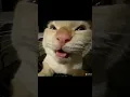 Download Lagu MU HEHEHEHE #cat #memes #hehe #shorts