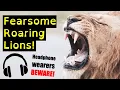 Incredible Roaring Lion Compilation Top Ten Loud Lion Roar