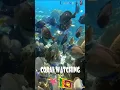 Natural Coral Reefs 🪸 in Sri Lanka 🇱🇰❤ | Famous Snorkeling Travel Destination