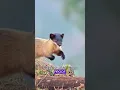Download Lagu The fierce and battle-hardened yellow-throated marten #animals #wildliferescue #wildlife