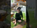 Download Lagu A Koi’s Eye View! 😍 #shorts #koi #japanesekoi
