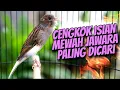 Download Lagu KENARI CENGKOK ISIAN JAWARA PALING DIBURU !! MASTERAN KENARI ISIAN BLACKTHROAT GACOR PANJANG