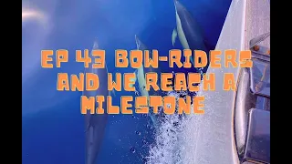 EP 43 why do Dolphin become bow-riders? and we reach a milestone   4 K
