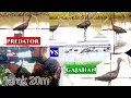 Download Lagu berburu burung Gajahan jarak 20meter
