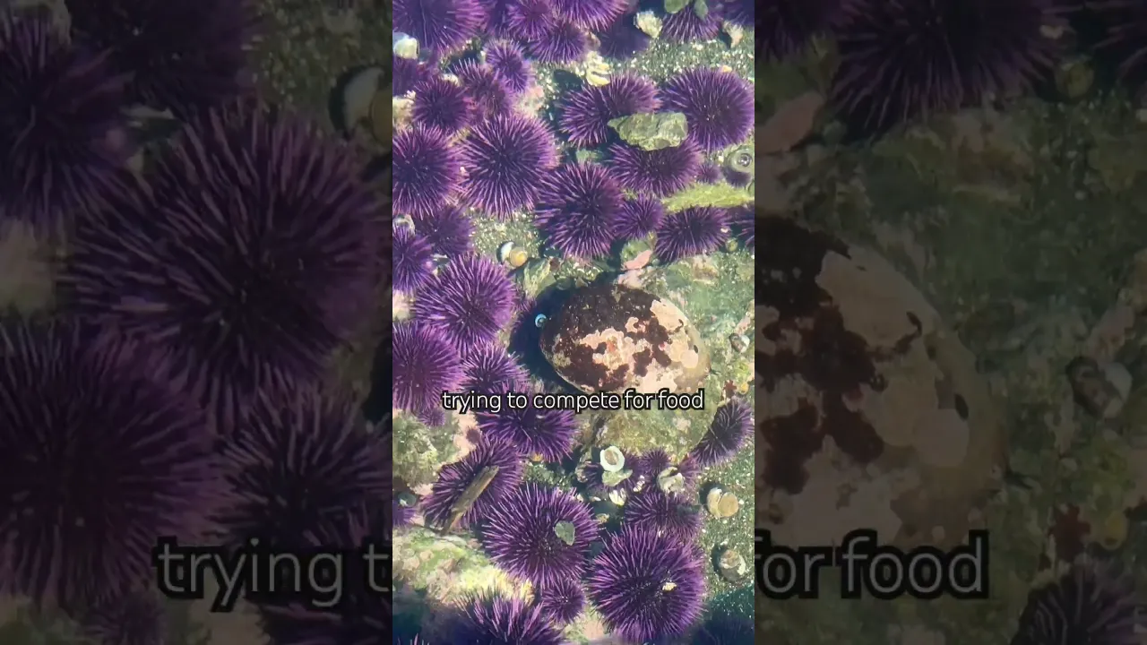 Solo abalone trying to compete for food with hundreds of purple urchin. Full video on my channel.