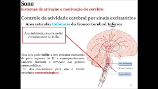 Fisiologia do Sono