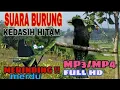 Download Lagu Suara burung kedasih gacor - burung uncuing gacor mp3/mp4 masteran