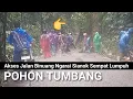 Lagu Pohon tumbang di kelok S lembah ngarai sianok,arus lalu lintas sempat lumpuh