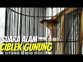 Download Lagu Suara Asli Ciblek Gunung