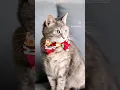 2 MINUTES DIY bow tie for cat