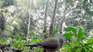 pikat terkukur selang gagap