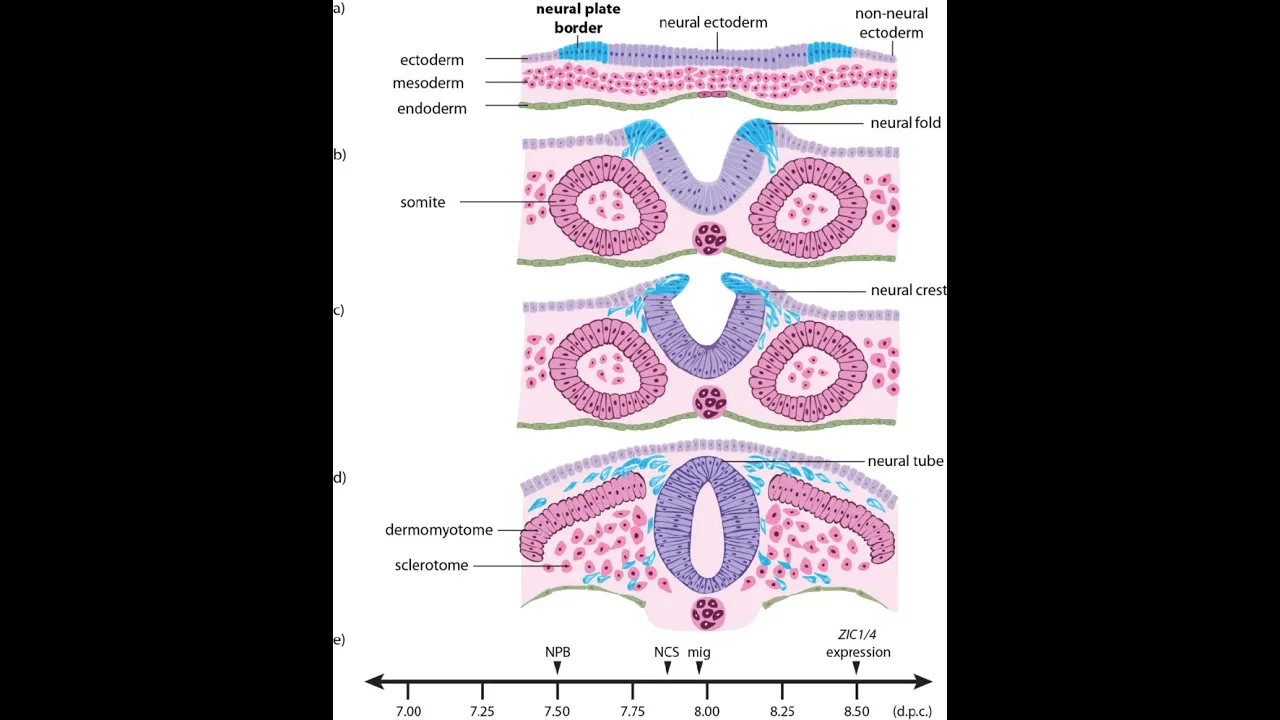 Formation of Neural crest cells; the process and stages of neurulation