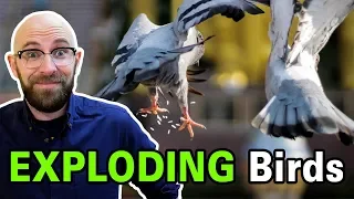 Does Dried Rice or Alka-Seltzer Really Cause Birds Stomachs to Explode