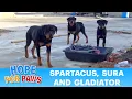 Three Rottweilers abandoned without food and left to die