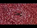 Yodelice - Muse In Motion (Remix) - Yodelice