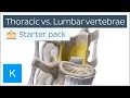 Thoracic vertebrae vs Lumbar vertebrae - Human Anatomy Kenhub