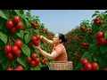 Download Lagu Harvesting Hawthorn Trees, Hawthorn Wine Soaking Process | Ly Thi Ca Bushcraft