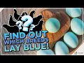 Blue Eggs Uncovered The Fascinating Breeds You Need to Know