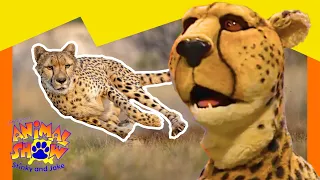 🦉 Owls vs. Octopuses! What Do They Have in Common? 🐙 | Full Episode | Animals Show for Kids