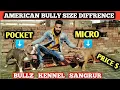 AMERICAN BULLY MICRO OR POCKET SIZE OUR KENNEL