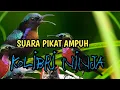 Lagu suara pikat kolibri ninja konin betina memanggil jantan terbukti ampuh