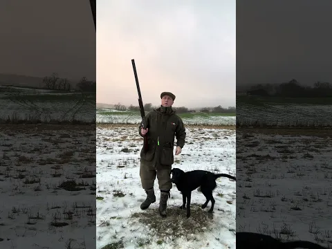 Driven Shooting with Labrador Retriever Gundog #gundog #dog #shotgun