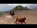 “Kid” AQHA Watch it Mister 2018 Gelding.