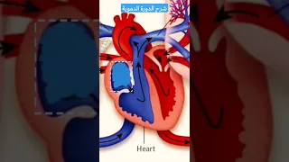 شرح الدورة الدموية طبيب القلب الدورة الدموية طب  شرح الدورة الدموية طبيب القلب الدورة الدموية طب