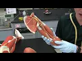 TJs Anatomy - 223 Lab 5 Appendicular Muscles