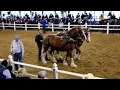 Sold Yoder Bros Horse Auction for 5000 00 each