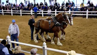 Sold Yoder Bros Horse Auction for 5000 00 each