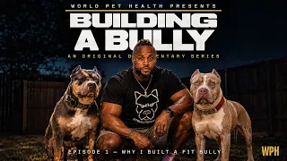 Building a Bully Why I Created a Fit Bully Ep 1